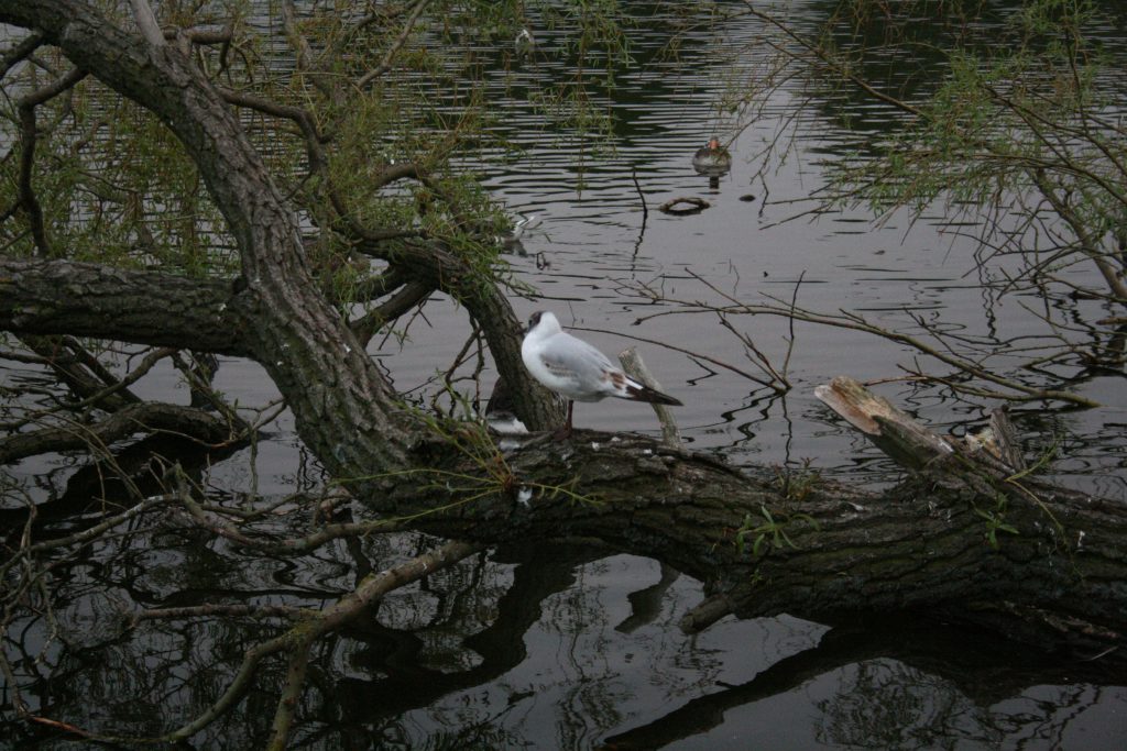 foraarsommer-2010-775